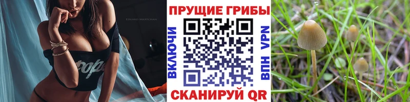 Псилоцибиновые грибы Psilocybine cubensis  mega как зайти  Калининец  сколько стоит 